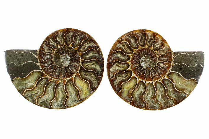 Cut & Polished Crystal-Filled Ammonite Fossil - Madagascar #364926